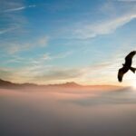 silhouette-of-bird-above-clouds-755385